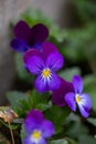 Blossom violet pansy flower on a green background macro photography. Royalty Free Stock Photo