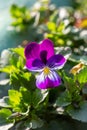 Blossom violet pansy flower on a green background macro photography. Royalty Free Stock Photo