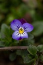 Blossom violet pansy flower on a green background macro photography. Royalty Free Stock Photo