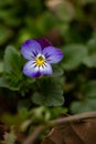 Blossom violet pansy flower on a green background macro photography. Royalty Free Stock Photo