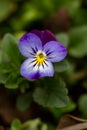 Blossom violet pansy flower on a green background macro photography. Royalty Free Stock Photo