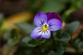 Blossom violet pansy flower on a green background macro photography. Royalty Free Stock Photo