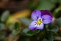 Blossom violet pansy flower on a green background macro photography. Royalty Free Stock Photo