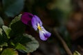 Blossom violet pansy flower on a green background macro photography. Royalty Free Stock Photo