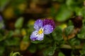 Blossom violet pansy flower with water drops on petals macro photography. Royalty Free Stock Photo