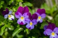 Blossom violet pansy flowers on a green background macro photography. Royalty Free Stock Photo