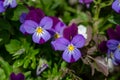 Blossom violet pansy flowers on a green background macro photography. Royalty Free Stock Photo