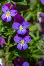 Blossom violet pansy flowers on a green background macro photography. Royalty Free Stock Photo