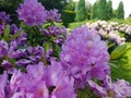 Blossom of violet shrub Rhododendron against the background of flower beds and trees in the botanical garden