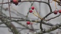 Blossom with water drop in winter, Fussen, Germany Royalty Free Stock Photo