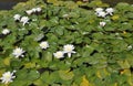 Blossom Waterlilis flowers close up in Palacio de Cristal Gardens of Porto