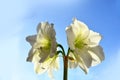 Blossom of white amaryllis against the sky Royalty Free Stock Photo