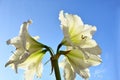 Blossom of white amaryllis against the sky Royalty Free Stock Photo