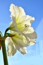 Blossom of white amaryllis against the sky Royalty Free Stock Photo