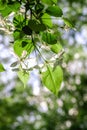 Blossom white apple tree flowers in backlight on blurred background. Spring season concept Royalty Free Stock Photo