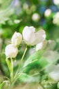 Blossom white apple tree flowers on blurred background Royalty Free Stock Photo