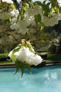 Blossom white apple tree flowers closeup Royalty Free Stock Photo