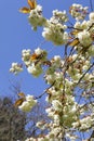 Blossom white apple tree flowers closeup Royalty Free Stock Photo