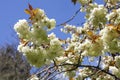 Blossom white apple tree flowers closeup Royalty Free Stock Photo