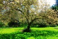 Blossom white apple tree flowers Royalty Free Stock Photo