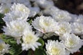 Blossom of white bright chrysanthemums with pink shade in autumn. Mums or chrysanths from the Asteraceae family. Fall Royalty Free Stock Photo