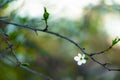 blossom white flower on tree bare branch March spring season time scenic view with blurred background Royalty Free Stock Photo