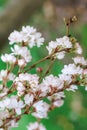 Blossom white flowers of almond tree in springtime. Istanbul, Turkey. Spring and summer background