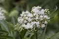 Blossom of white flowers from viburnum shrub.