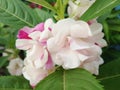 Blossom white and pink flower Garden Balsam tree