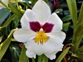 Blossom of white, pink and yellow Miltonia orchid spotted in greenhouse Royalty Free Stock Photo