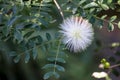 Blossom of white powderpuff exotic plant calliandra haematocephala from Bolivia