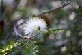 Blossom of white powderpuff exotic plant calliandra haematocephala from Bolivia