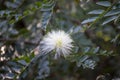 Blossom of white powderpuff exotic plant calliandra haematocephala from Bolivia