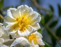 Blossom of an white rambling rose flower Royalty Free Stock Photo