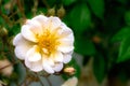 Blossom of an white rambling rose flower Royalty Free Stock Photo