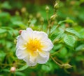 Blossom of an white rambling rose flower Royalty Free Stock Photo