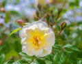Blossom of an white rambling rose flower Royalty Free Stock Photo