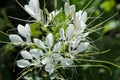 Blossom of a white spiny spider flower Royalty Free Stock Photo