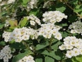 White spiraea