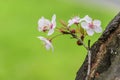 Blossom white tree and Ladybug