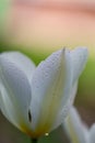 Blossom white tulip flower with water drops in a sunny day macro photography. Royalty Free Stock Photo