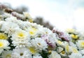 Blossom white, yellow and pink chamomile, chrysanthemum. Abstract floral natural background, spring flowers Royalty Free Stock Photo