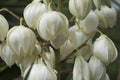 Blossom white yucca flowers, beautiful palm lily bud, closeup, evergreen agave petals outdoor. Royalty Free Stock Photo
