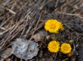 Blossom of wild growing coltsfoot with sunny yellow flowers in forest, early spring in Siberia Royalty Free Stock Photo