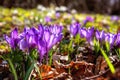 Blossom of wild growing first spring flowers, rare violet crocus or saffron on the sunny forest glade Royalty Free Stock Photo