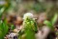 Blossom of wild growing white butterbur petasites albus herb with white composite flowers and fresh green leaves in spring Royalty Free Stock Photo