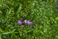 Blossom of wild pea pink or Lathyrus tuberosus in the field, Jeleznitsa, Vitosha mountain