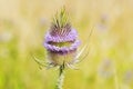 Blossom of the wild teasel, dipsacus fullonum Royalty Free Stock Photo