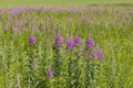 Blossom Willow-herb in Chamerion Angustifolium Fireweed in nature Rosebay Willowherb