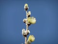 Blossom willow